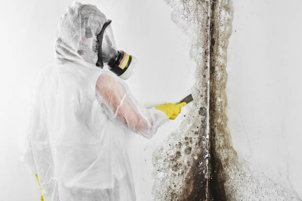 Best Emergency Mold Remediation in Kent, OH