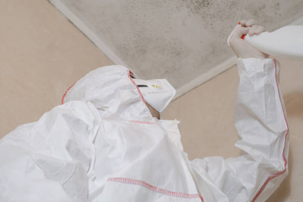 Best Insurance-Related Mold Remediation in Kent, OH