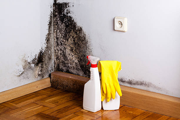 Best Bathroom Mold Remediation in Kent, OH